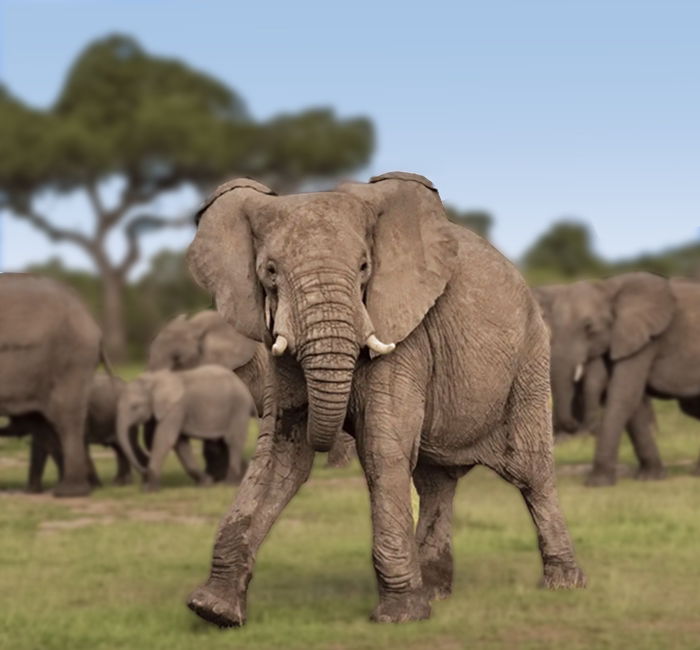 Big Five Safaris In Tanzania